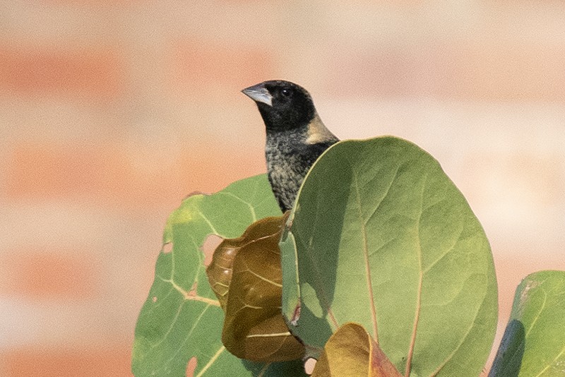 bobolink americký - ML561630171