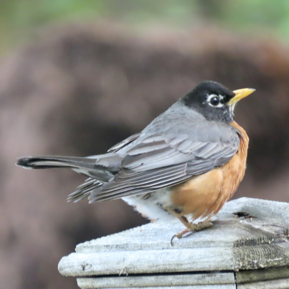 American Robin - Ezra H