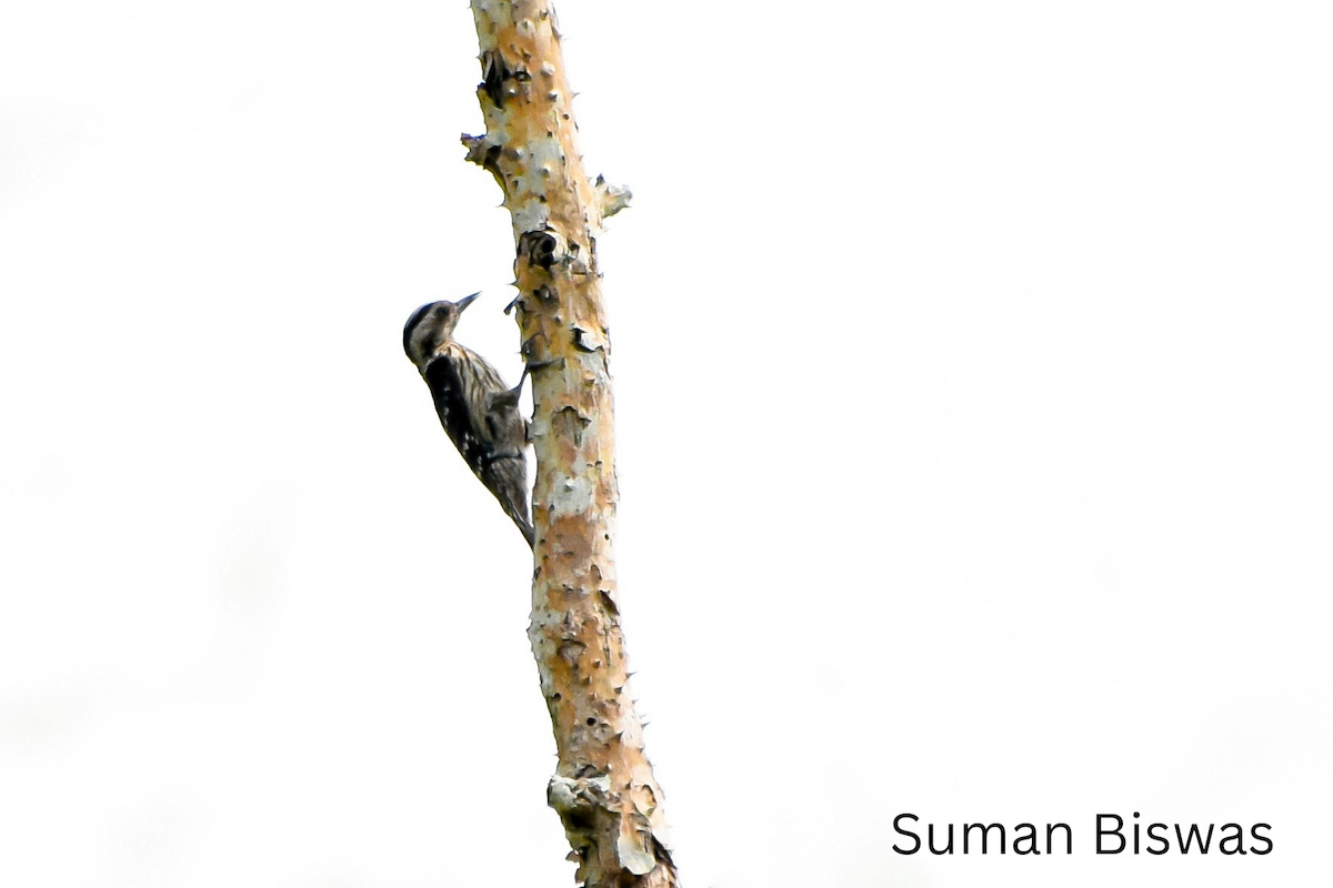 Gray-capped Pygmy Woodpecker - ML561630741