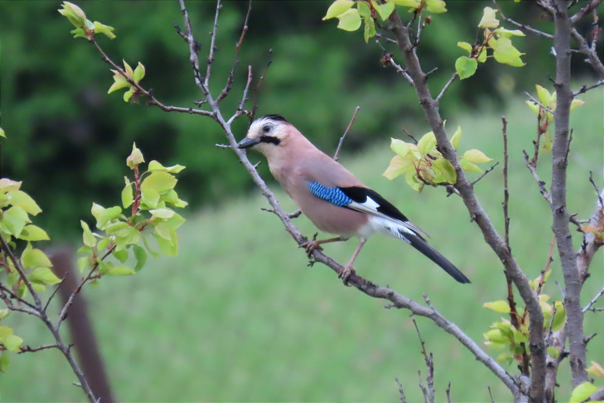 Eurasian Jay (Black-capped) - ML561630841