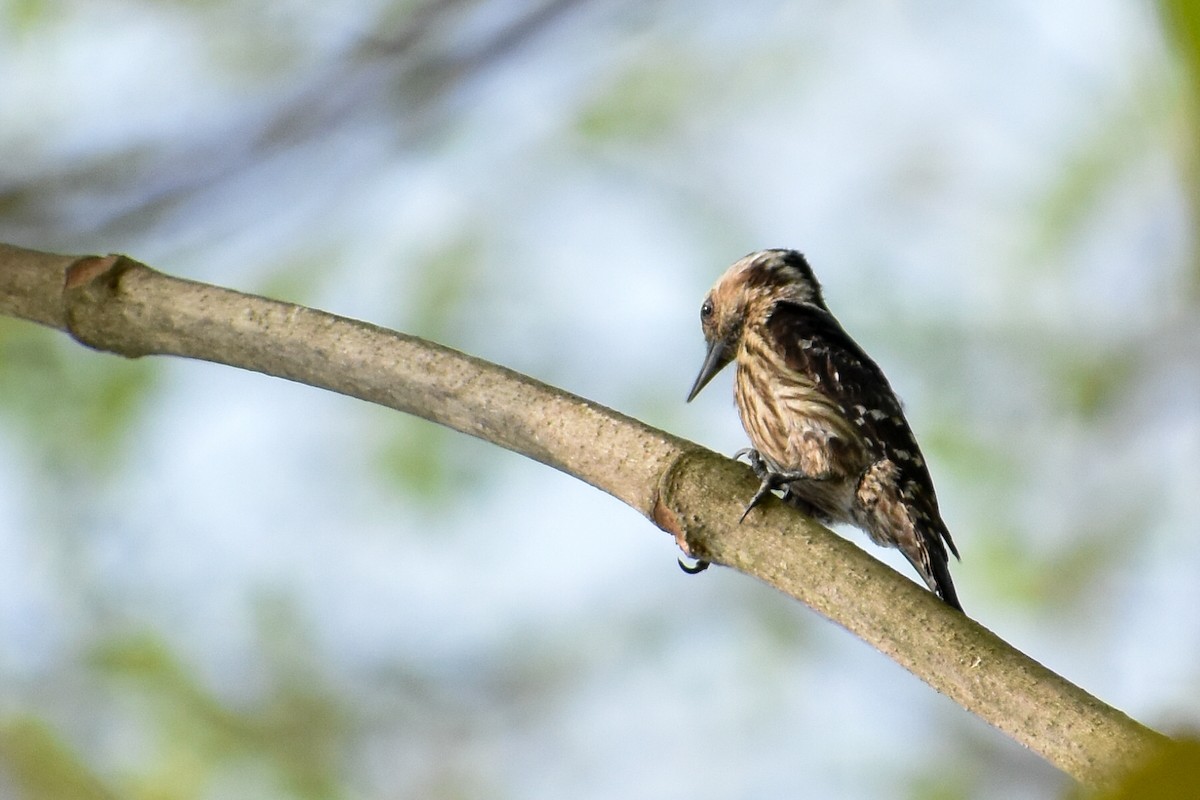 Gray-capped Pygmy Woodpecker - ML561630871