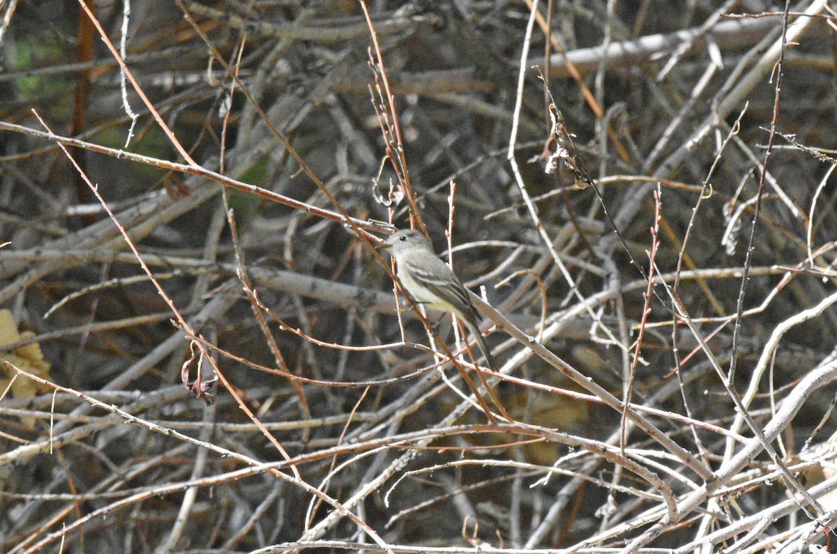 Dusky Flycatcher - ML561631091