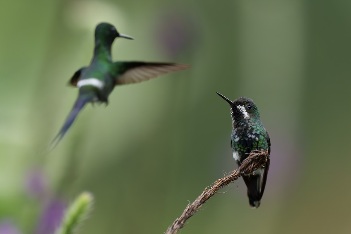 Green Thorntail - Jeff Hapeman