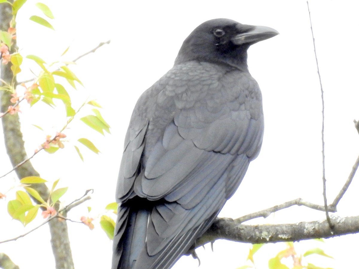 American Crow - ML56163281