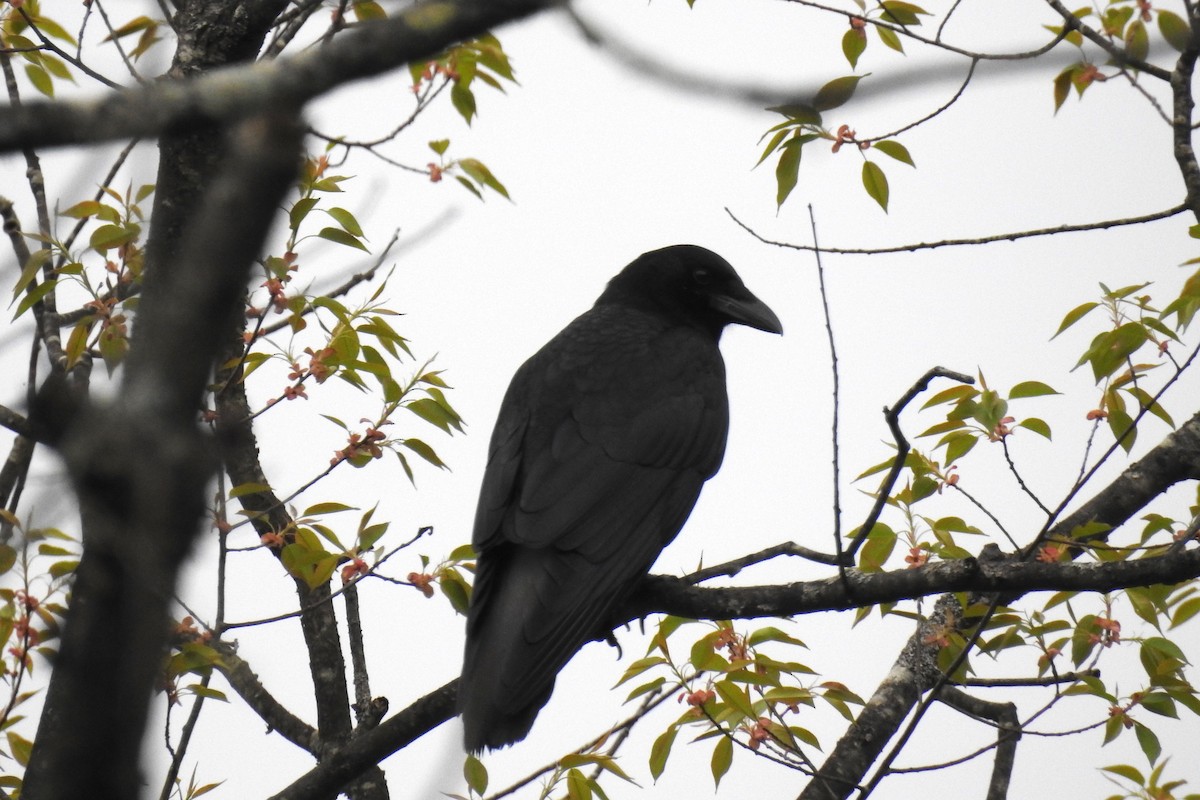 American Crow - ML56163311
