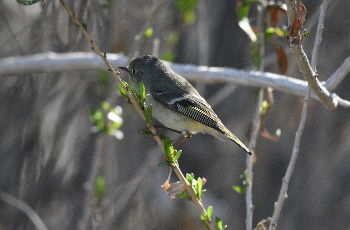 Ruby-crowned Kinglet - ML561633851