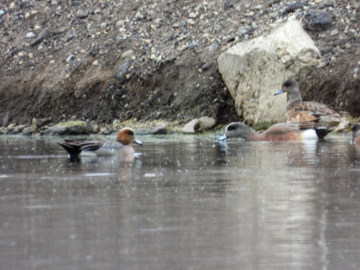 Eurasian x American Wigeon (hybrid) - ML561635211