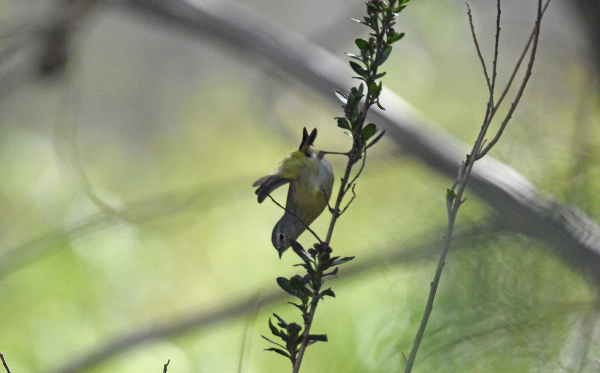 Orange-crowned Warbler - Sona Conlin