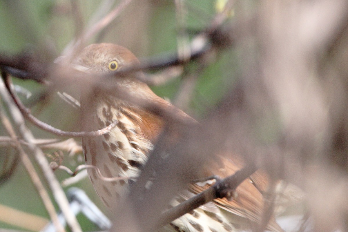 Brown Thrasher - ML561635931