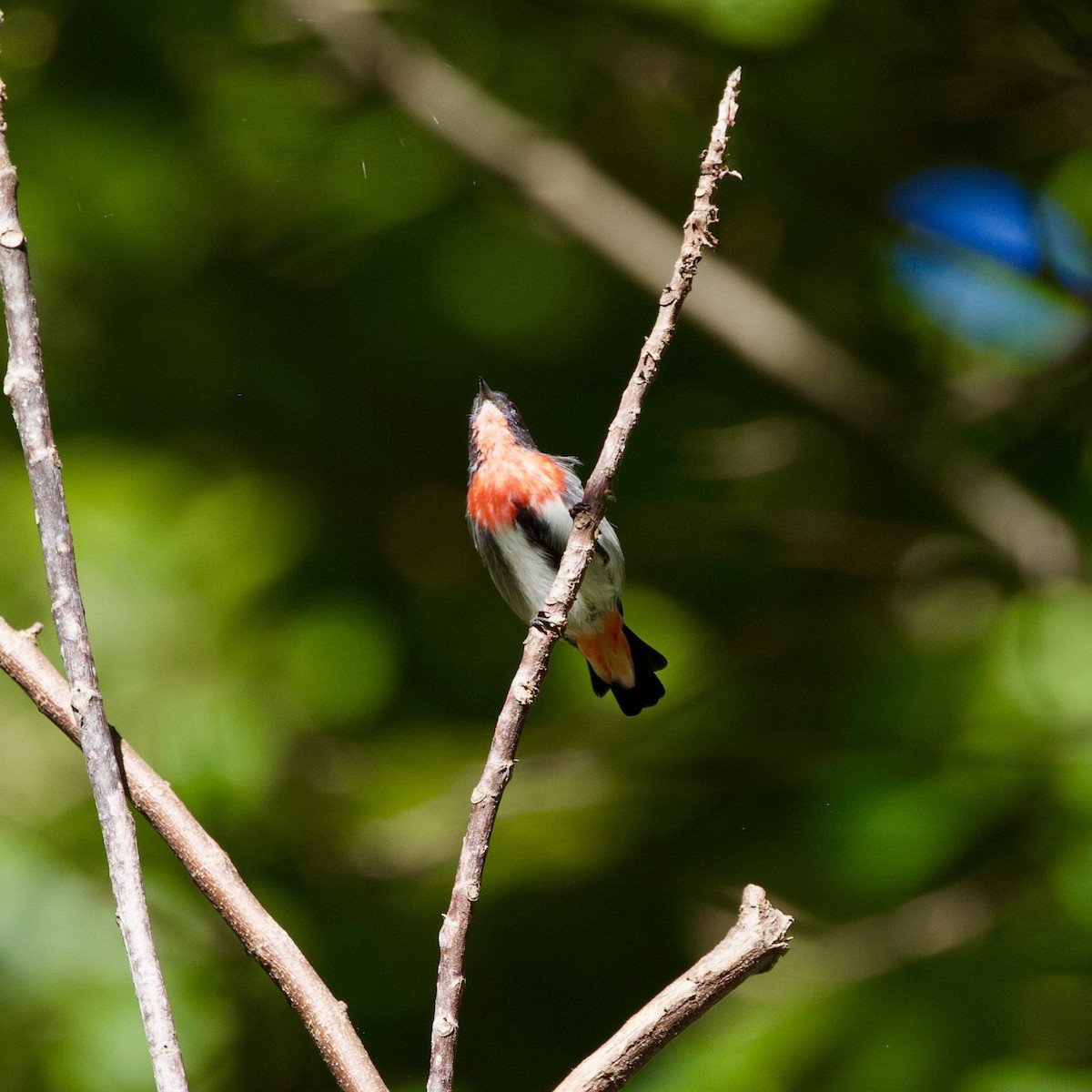 Mistletoebird - ML561637381