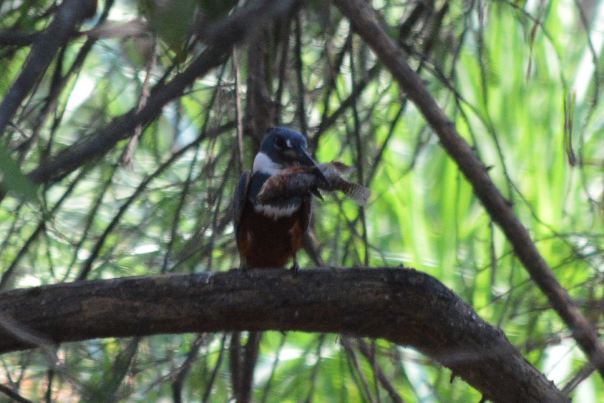 Ringed Kingfisher - ML56163751