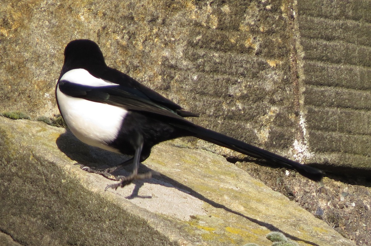 Eurasian Magpie - ML561637711