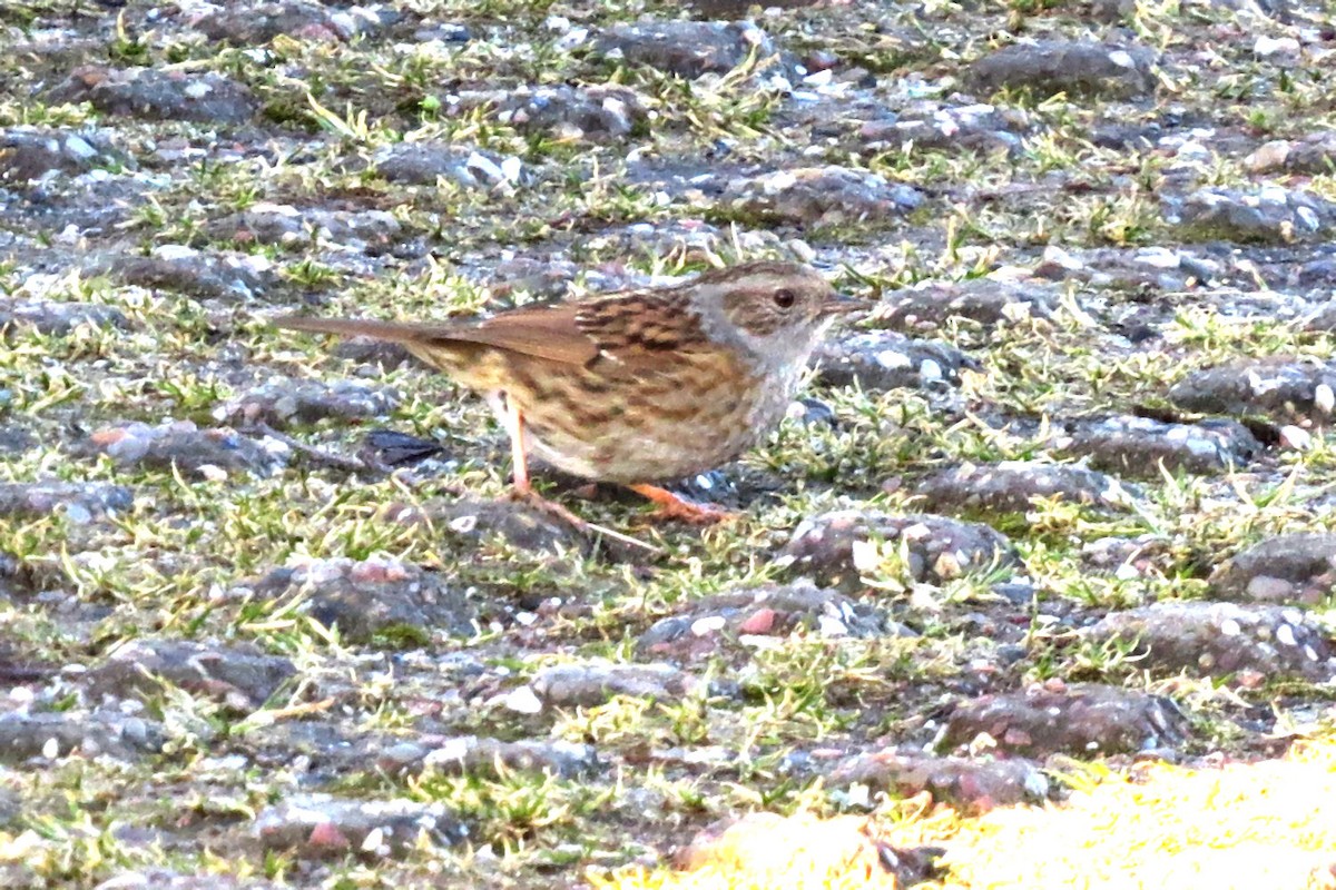 Dunnock - ML561637961