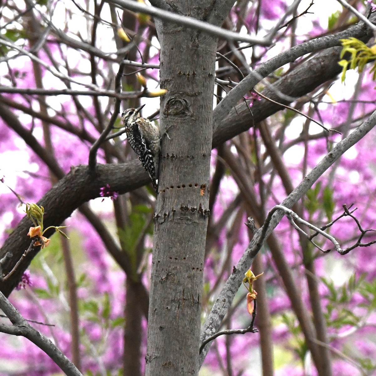 Yellow-bellied Sapsucker - ML561638511