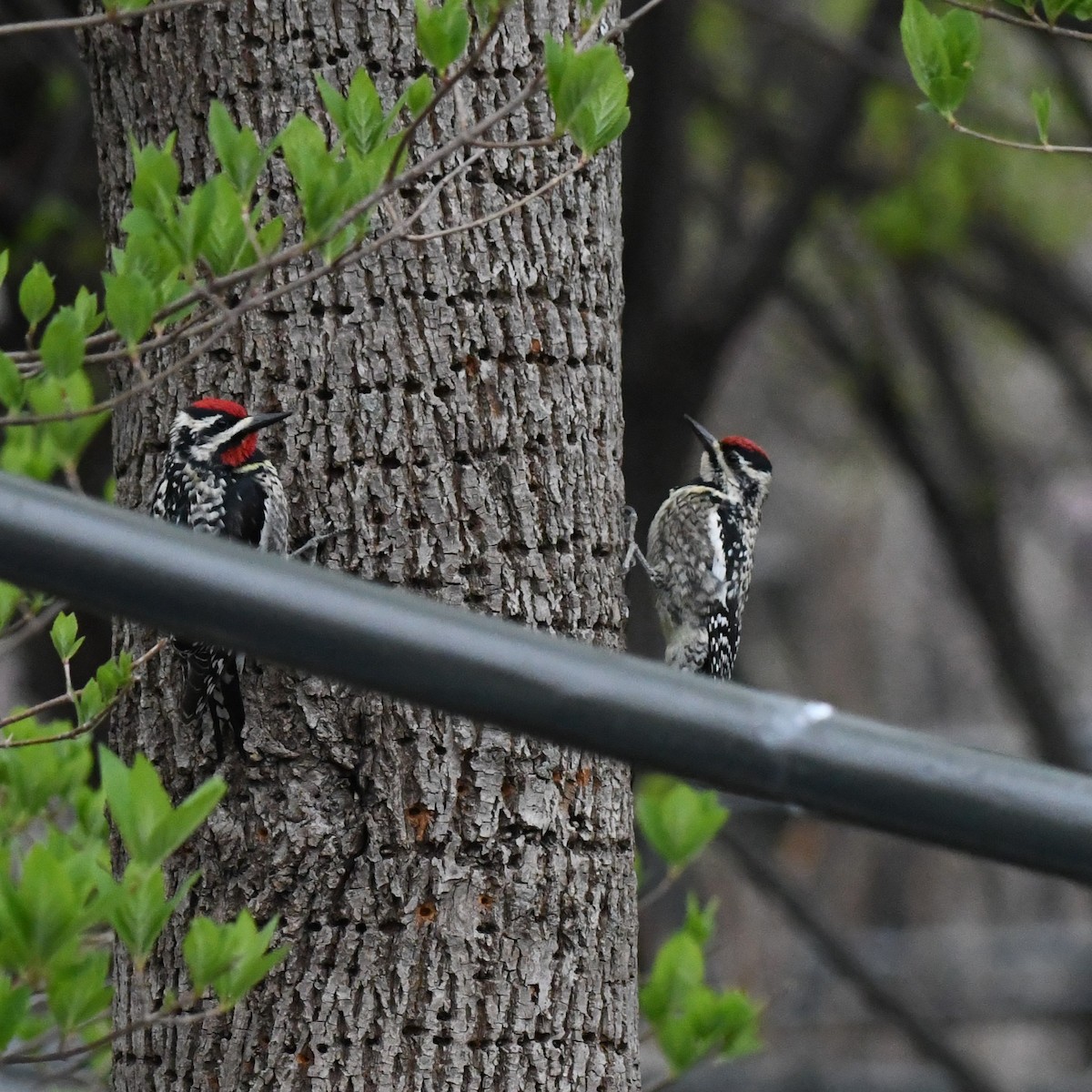 Yellow-bellied Sapsucker - ML561638541