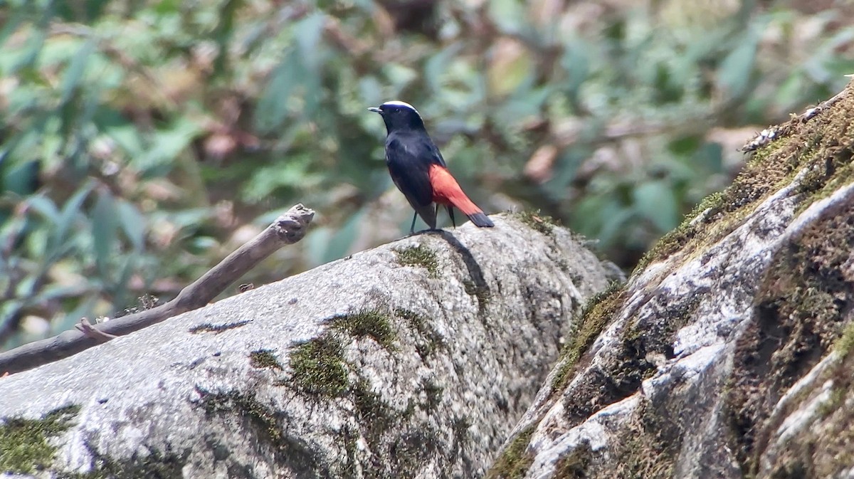 White-capped Redstart - Jay VanderGaast