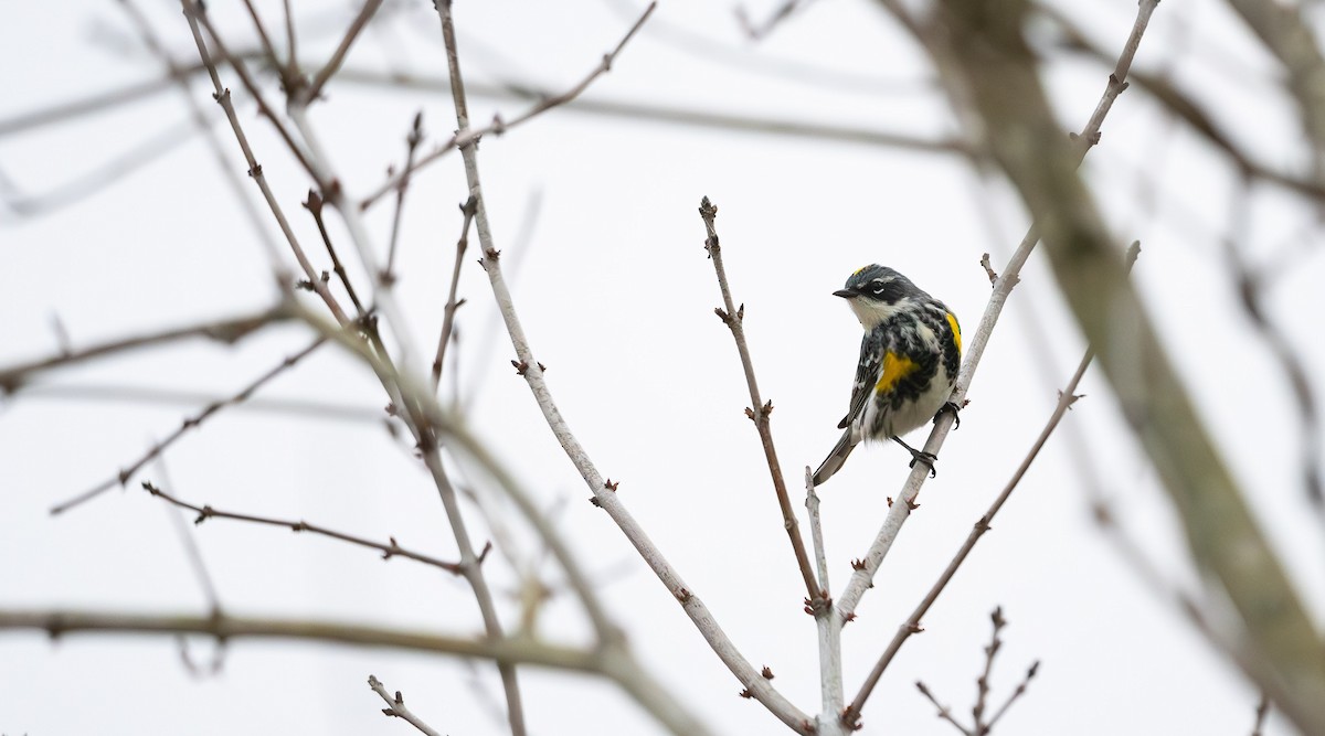 Yellow-rumped Warbler - ML561639431