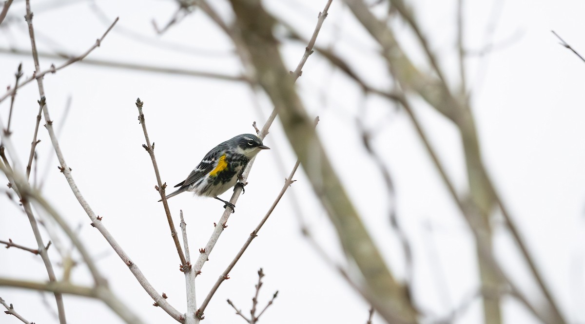 Yellow-rumped Warbler - ML561639441