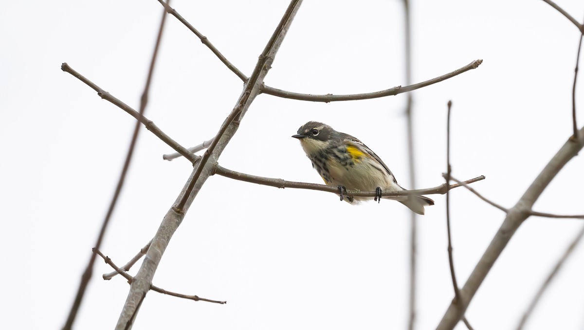 Yellow-rumped Warbler - ML561639451