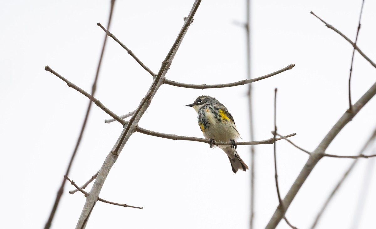 Yellow-rumped Warbler - ML561639461