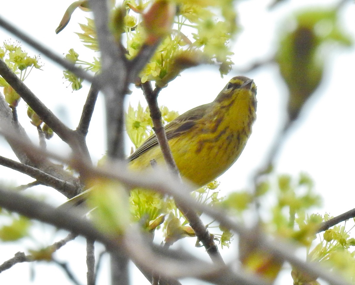 Palm Warbler - ML56163981