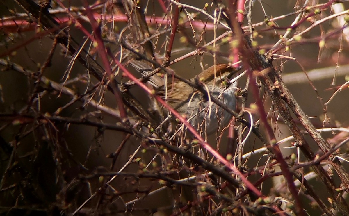 Gray-sided Bush Warbler - ML561640741