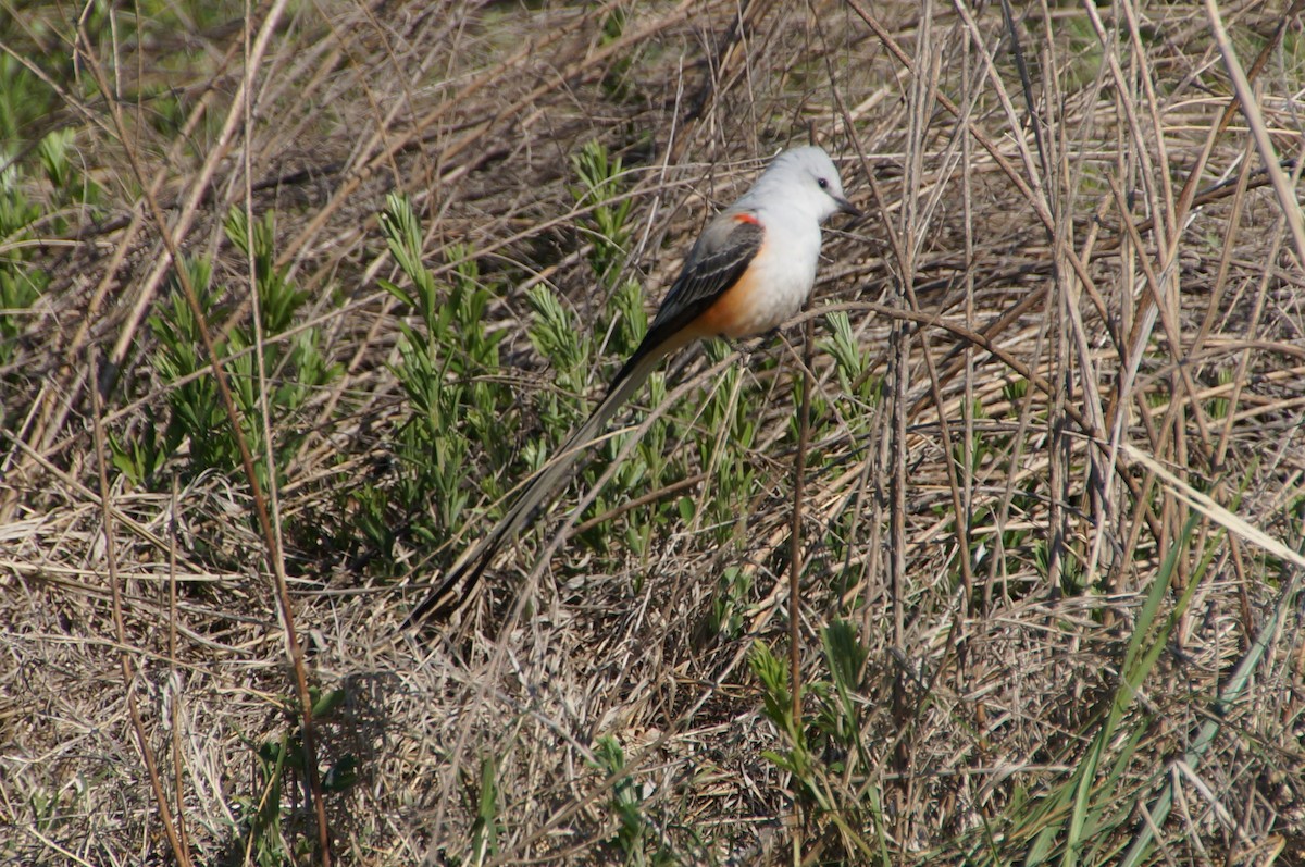 Scissor-tailed Flycatcher - ML561640921