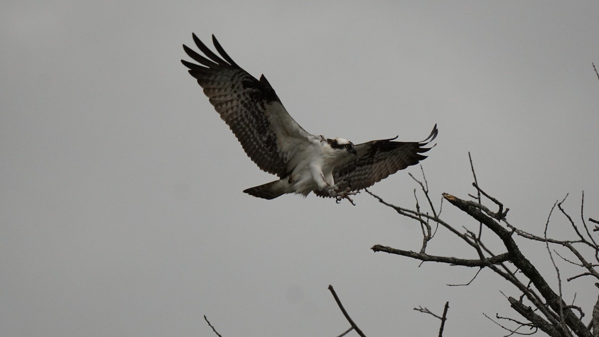 Osprey - ML561640931