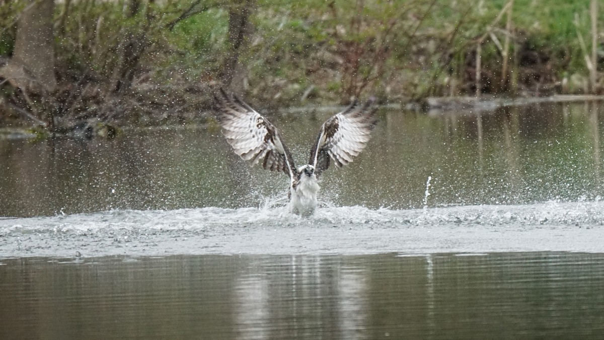 Balbuzard pêcheur - ML561641021