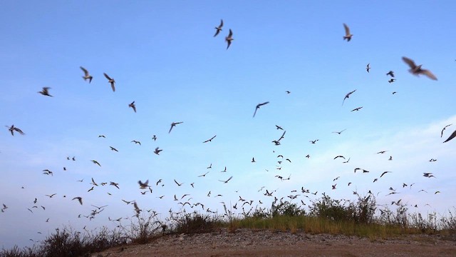 River Tern - ML561641191