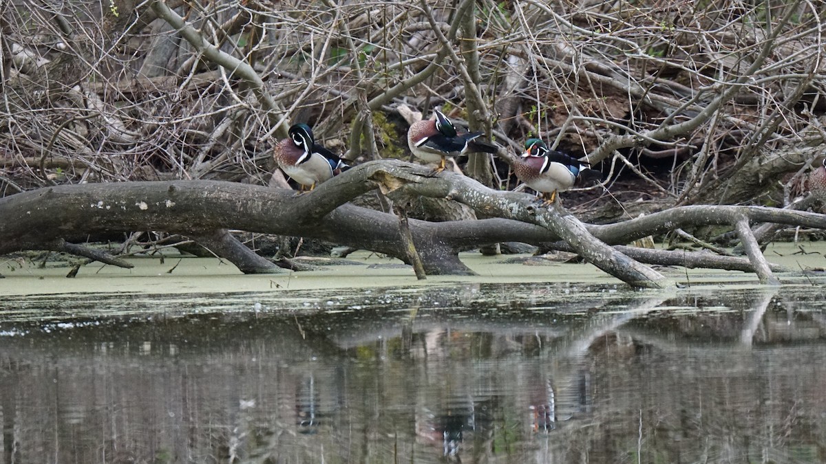 Wood Duck - ML561641301