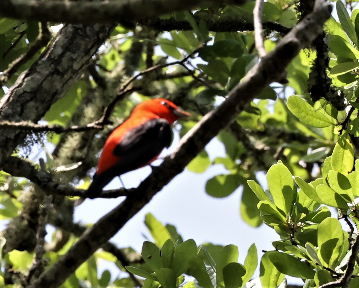 Scarlet Tanager - ML561641691