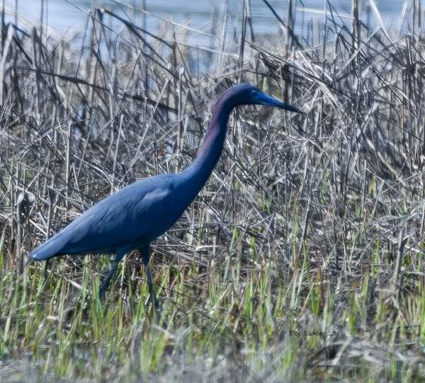 Little Blue Heron - ML561642181