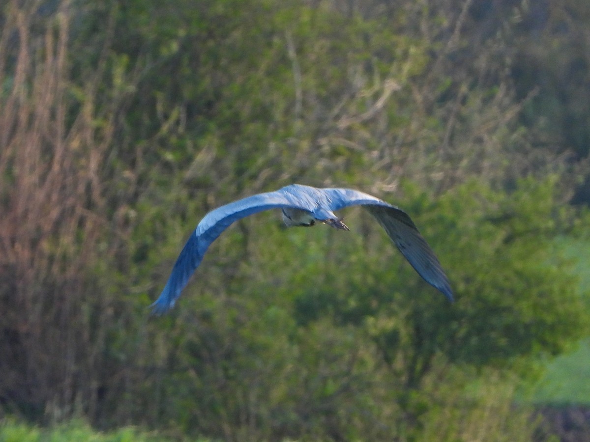 Gray Heron - ML561642241