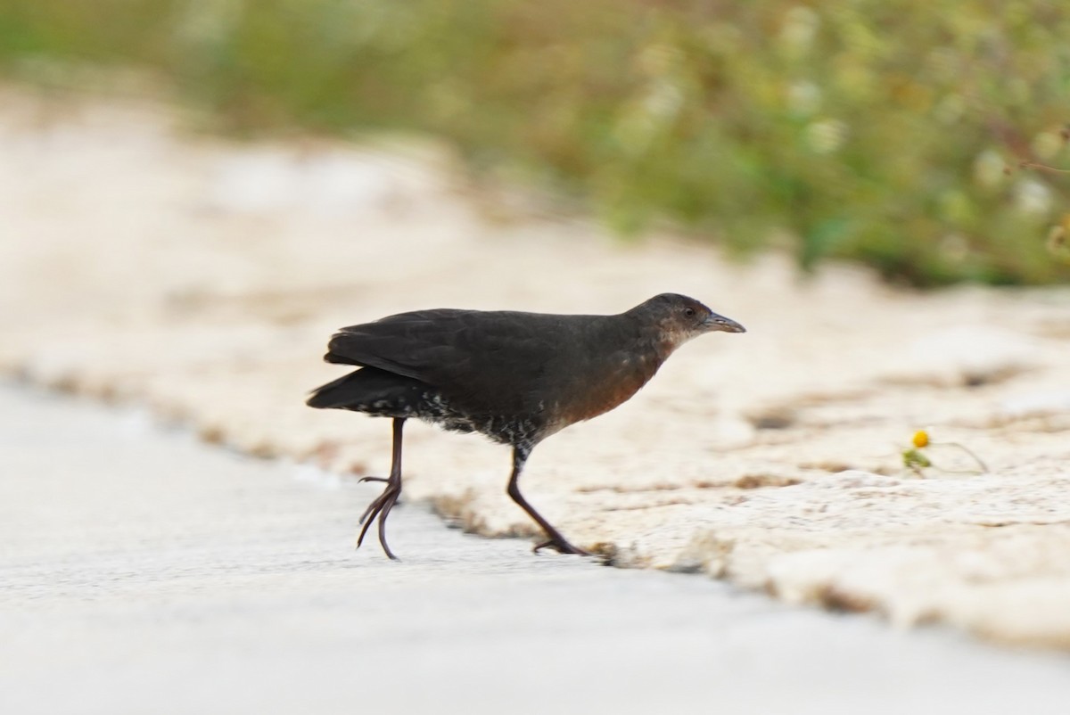 Band-bellied Crake - ML561644931