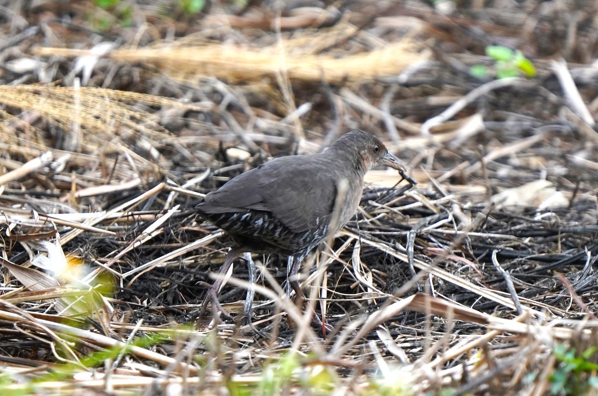 Band-bellied Crake - ML561644961