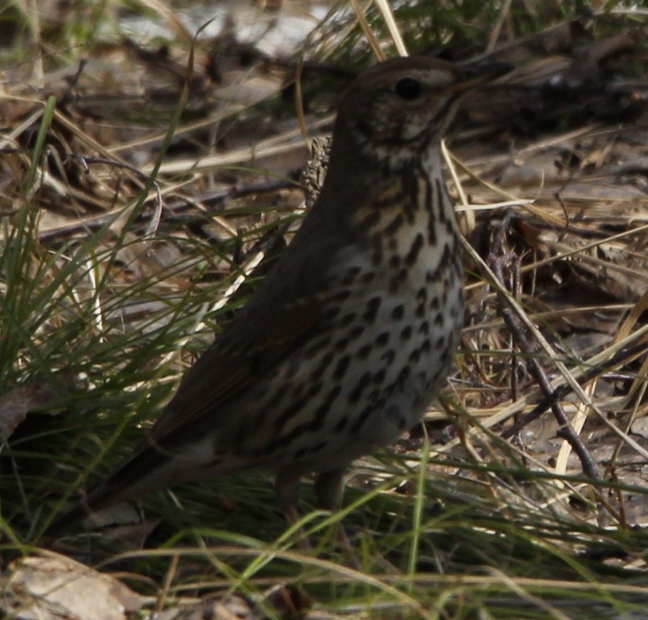 Song Thrush - ML561645251