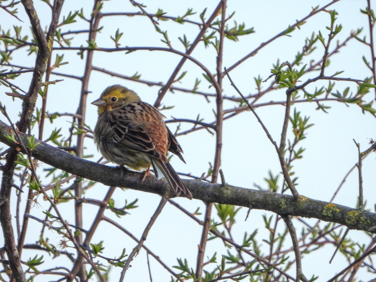 Yellowhammer - ML561646361