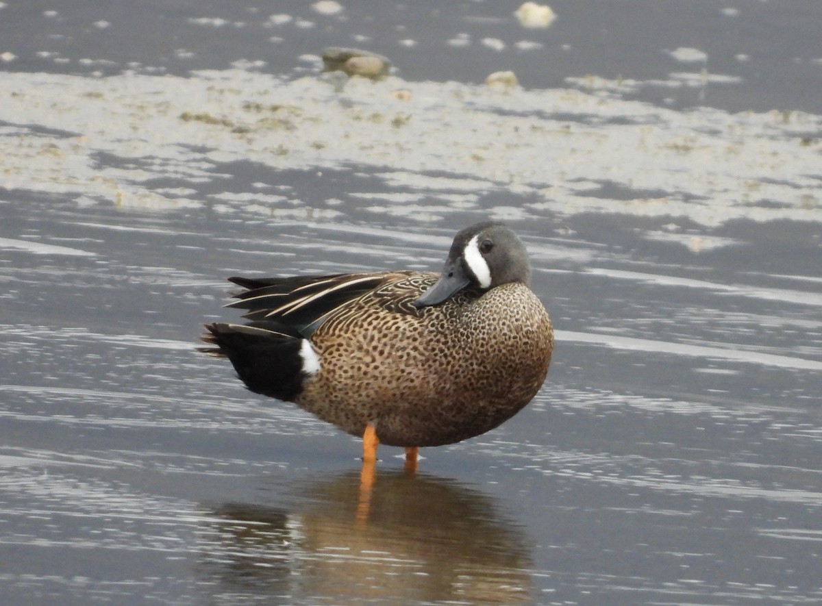 Blue-winged Teal - ML561648081