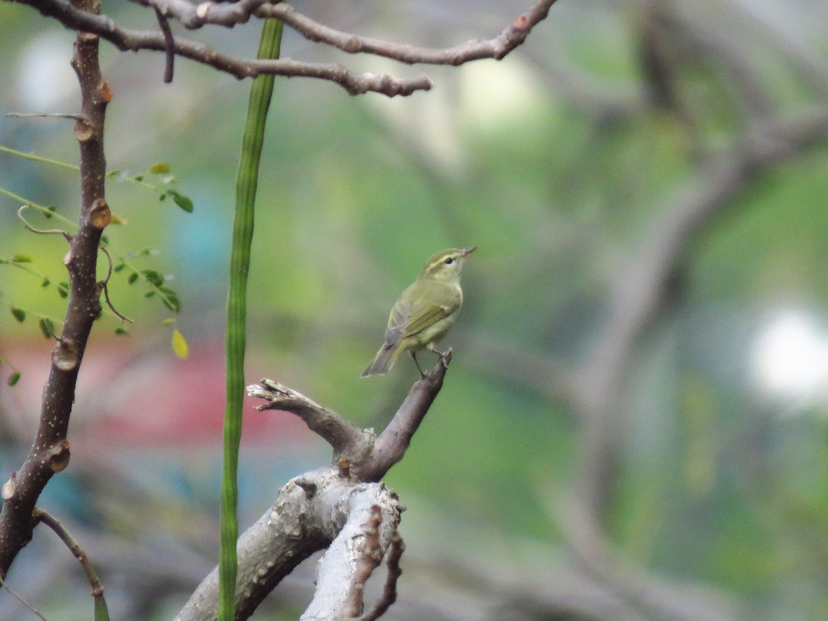 Mosquitero de Tytler - ML561648851