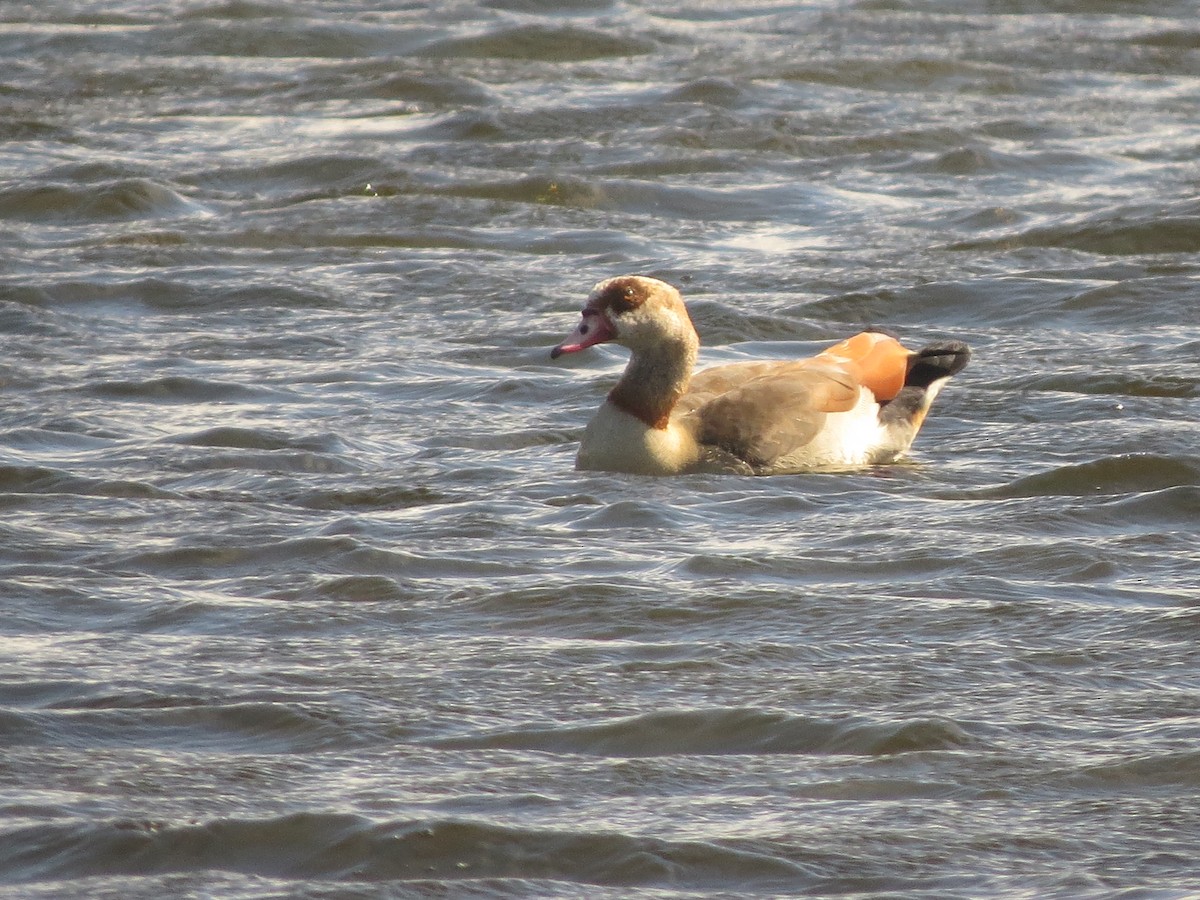 Egyptian Goose - Martín Rodríguez Arenaz