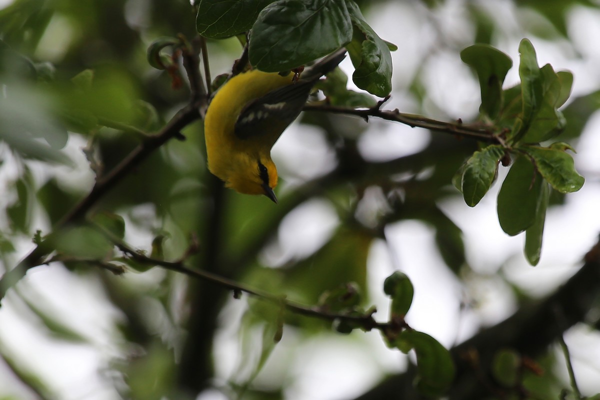 Blue-winged Warbler - ML56165041