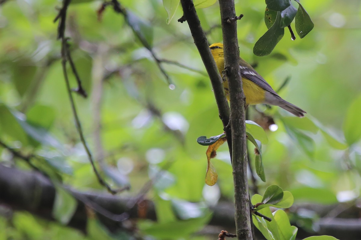 Blue-winged Warbler - Rob Bielawski