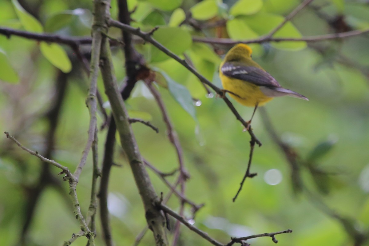 Blue-winged Warbler - Rob Bielawski