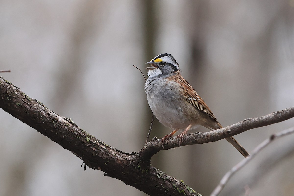 White-throated Sparrow - ML561650991
