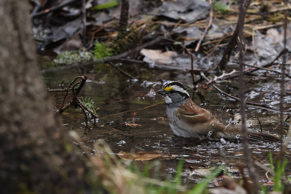 White-throated Sparrow - ML561651001