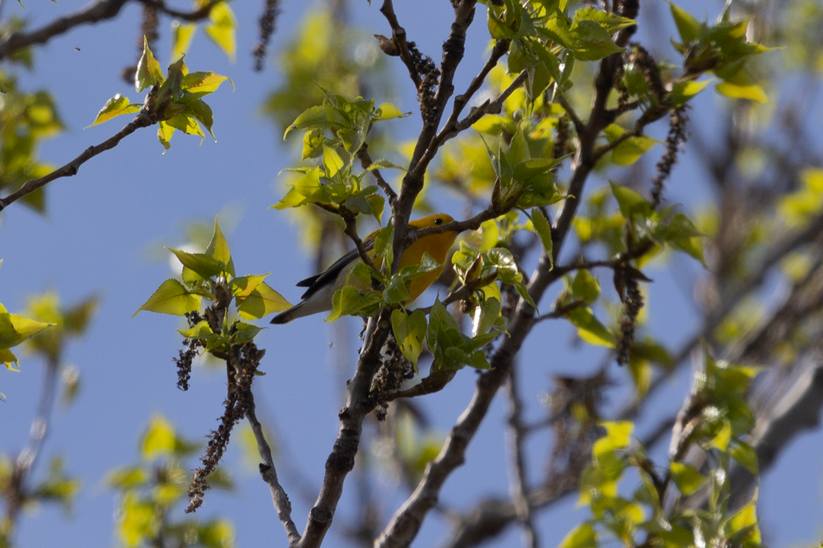 Prothonotary Warbler - ML561652071