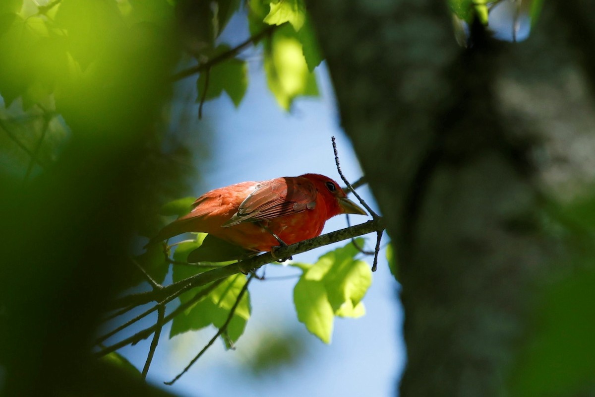 Summer Tanager - Ryan Steiner