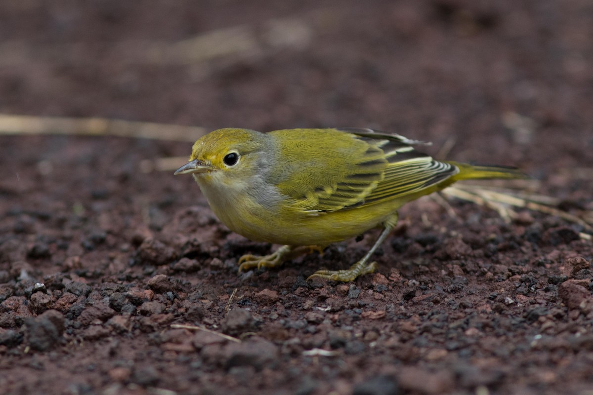 Yellow Warbler (Galapagos) - Bryce Robinson