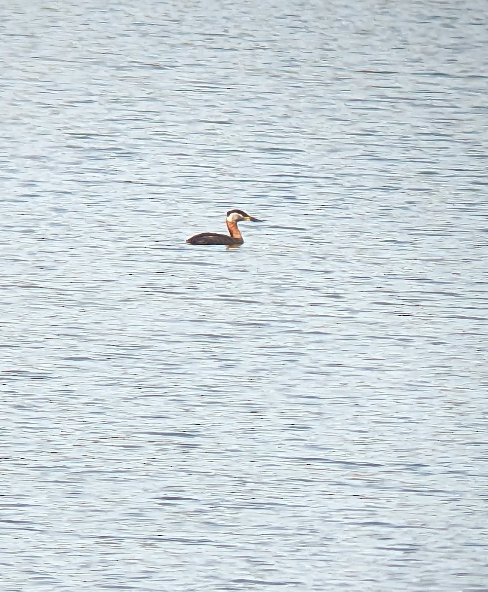 Red-necked Grebe - ML561658511